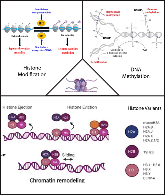 Epigenetic mechanisms driving insecticide resistance: implications of dna methylation and histone modification for sustainable pest management | Discover Sustainability