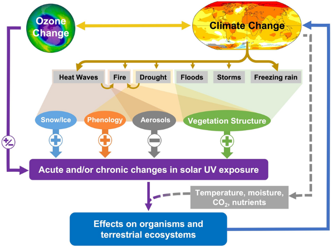 Ultraviolet (UV) radiation's effects on human health under the changing  climate — European Climate and Health Observatory