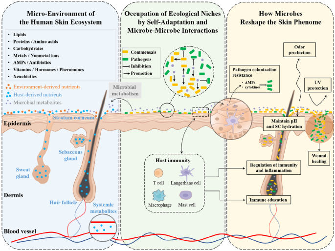 The dynamics and interactions between the skin metabolome