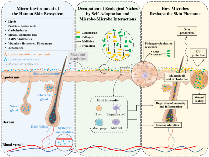 Staphylococcus aureus: A Blemish on Skin Immunity: Cell Host & Microbe