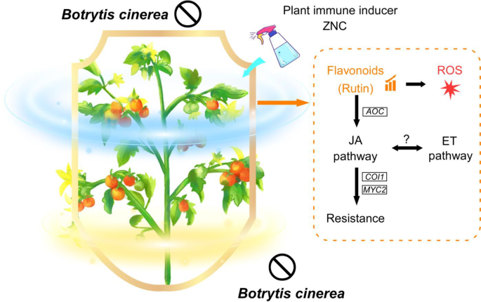 PDF) Synthetic Mono-Rhamnolipids Display Direct Antifungal Effects and  Trigger an Innate Immune Response in Tomato against Botrytis Cinerea