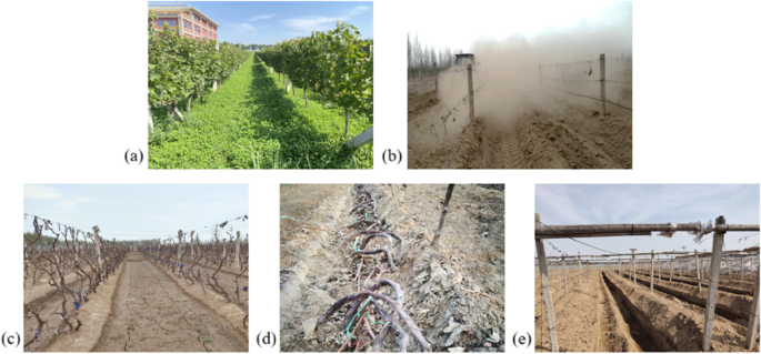 Examining the Effects of Vine Vigor on Grapes