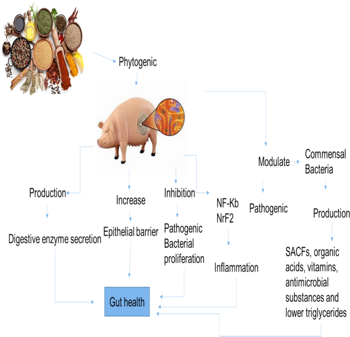 is glutathione good for diabetic patients Glutathione at the Crossroads of Redox Homeostasis and Glucose Metabolism  in Diabetes Mellitus | Indian Journal of Clinical Biochemistry