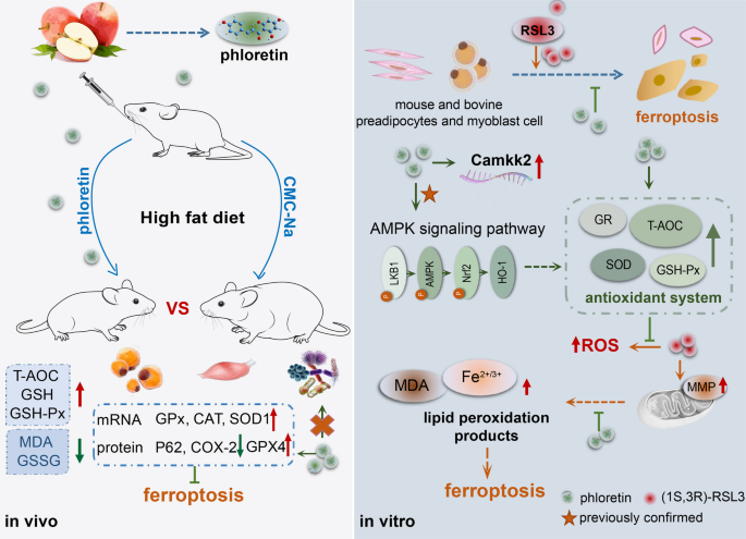 glutathione and covid treatment SARS-CoV2 infection impairs the metabolism and redox function of cellular  glutathione