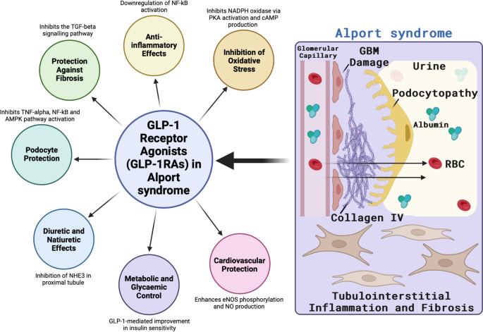 anti inflammatory effects of glp 1 GLP-1 receptor agonists—another promising therapy for Alport syndrome? |  Journal of Rare Diseases