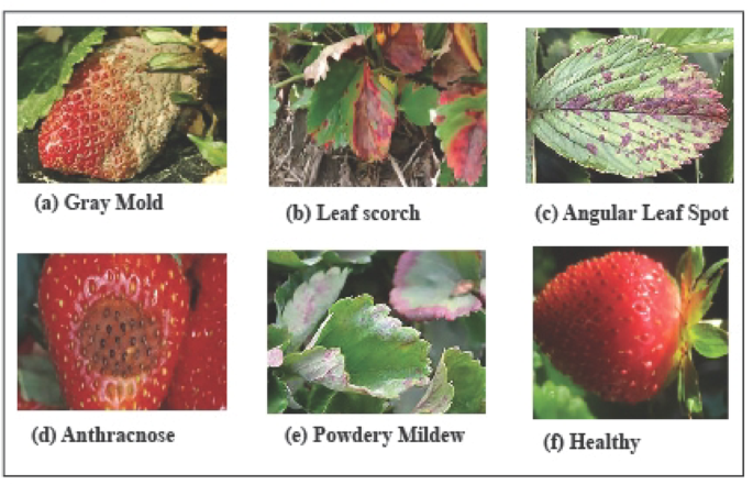 Early detection of strawberry and grape diseases under real-world field  conditions using deep learning | Discover Artificial Intelligence |  Springer Nature Link