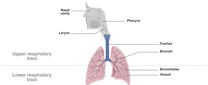The role of ABC transporters in the human lung epitheliuminsights from and limitations of current in vitro cell models | In vitro models | Springer Nature Link The role of ABC transporters in the human lung epitheliuminsights from and limitations of current in vitro cell models | In vitro models | Springer Nature Link