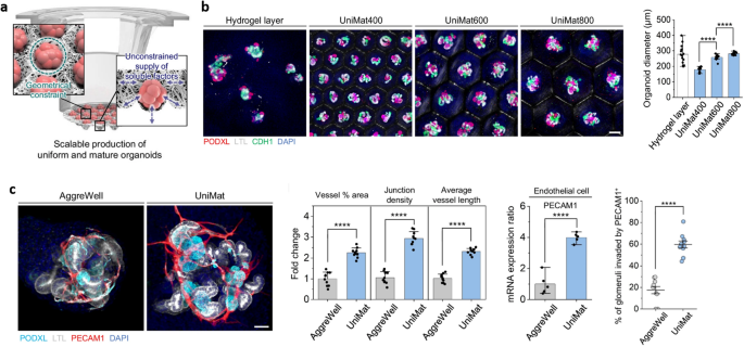 Converging bioengineering technologies toward predictive, human-relevant in vitro tissue models