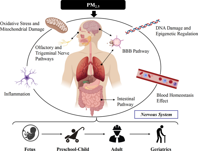 Short-term PM2.5 exposure and cognitive function: Association and  neurophysiological mechanisms - ScienceDirect