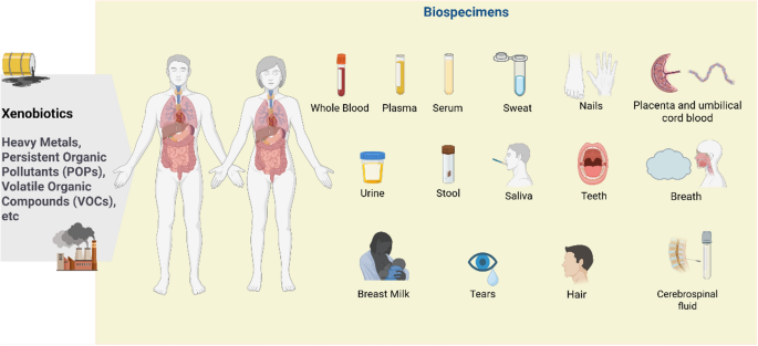 glutathione in breast milk reflects Biomonitoring Xenobiotics Human Biospecimens: Challenges, Advances, and the Future of Exposome Characterization | Reviews of Environmental Contamination and Toxicology Get radiant, glowing skin