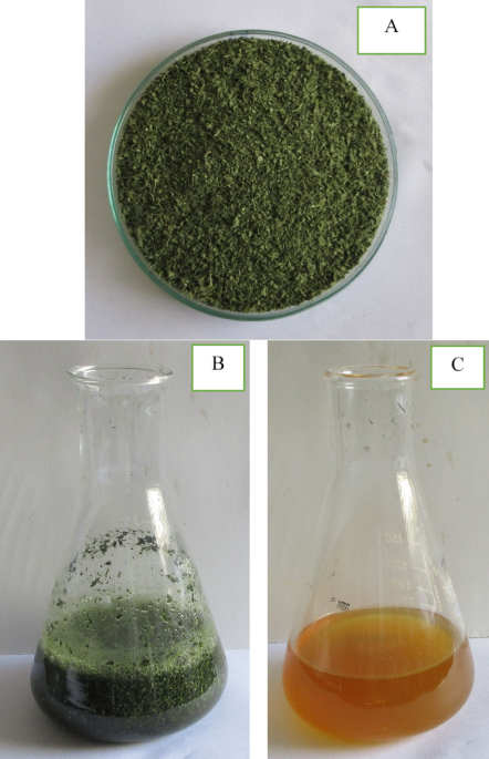 Biosynthesis, Characterization, and Biomedical Applications of Zinc Oxide Nanoparticles Derived from Tridax procumbens | Biomedical Materials & Devices