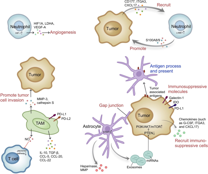 Blocking immunosuppressive neutrophils deters pY696-EZH2–driven brain  metastases