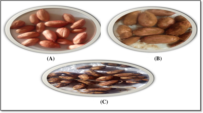 Protect peanut kernels from Aspergillus spp and their mycotoxins during  storage by aqueous extract of carob pulp