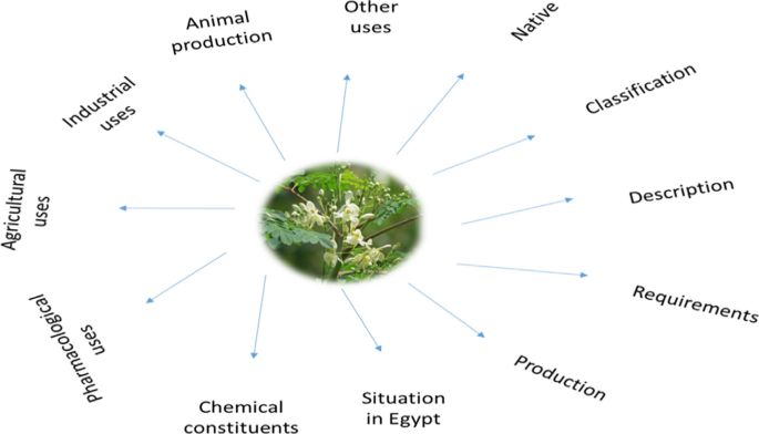 does moringa contain glutathione Exploring the multifaceted uses of Moringa oleifera: nutritional,  industrial and agricultural innovations in Egypt | Discover Food