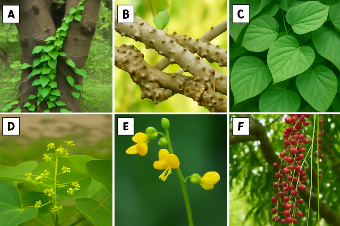 Medicinal importance of Tinospora cordifolia (Willd.) Miers and its  possible use in food industry for value addition | Discover Food | Springer  Nature Link