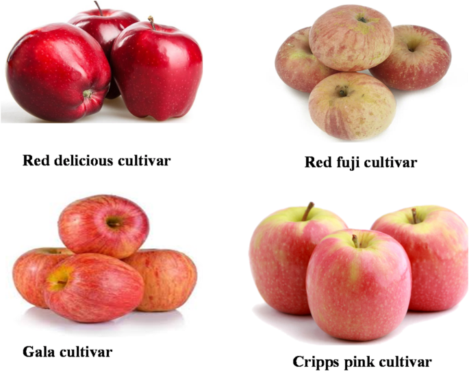Antioxidant properties, phytochemicals and health benefit of 'Red  Delicious' Malus domestica | Discover Food