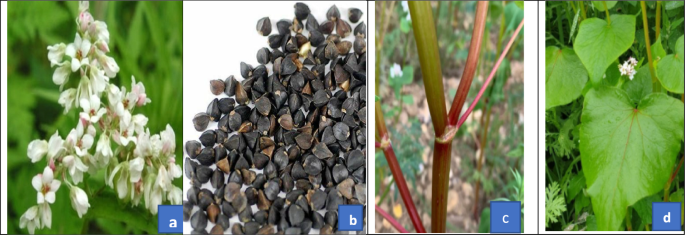 buckwheat glutathione Therapeutic and health-promoting perspectives of the functional pseudocereal (Fagopyrum esculentum) | Discover Food سيروم يومي للوجه