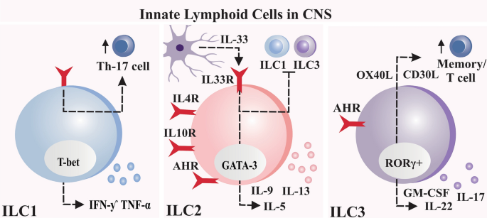 Frontiers  Neuroimmune Interactions and Rhythmic Regulation of Innate  Lymphoid Cells