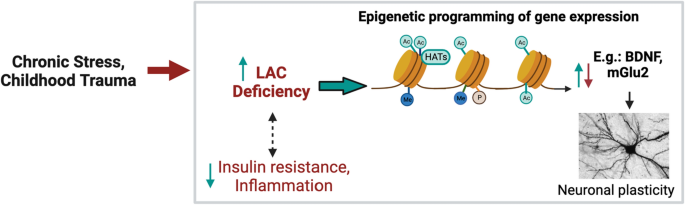 The neuropsychopharmacology of acetyl-L-carnitine (LAC): basic,  translational and therapeutic implications | Discover Mental Health