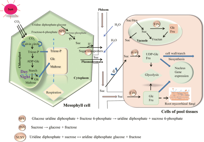Influence of sugar metabolism on the dialogue between arbuscular mycorrhizal fungi and plants
