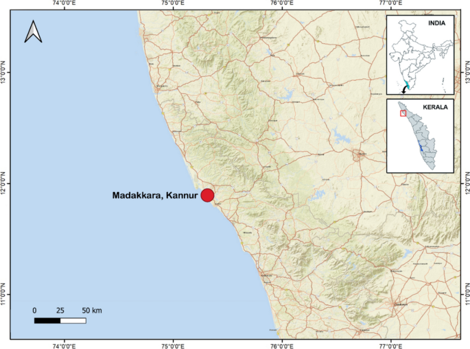 Discovery of Symbiodiniaceae symbiosis in the mangrove mud clam Geloina expansa (Mousson, 1849) from Kerala, India - Discover Oceans
