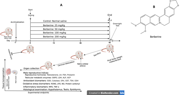 Sub-chronic Berberine supplementation in prepubertal male rats relieved  pro-inflammatory stressors and enhanced reproductive functional parameters  | Discover Molecules