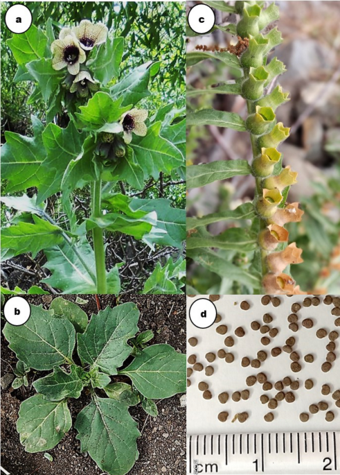 Harvesting seeds before dormancy induction in Hyoscyamus niger, a  threatened medicinal herb of trans Himalaya: implication for propagation  without seed pre-treatments | Discover Plants | Springer Nature Link