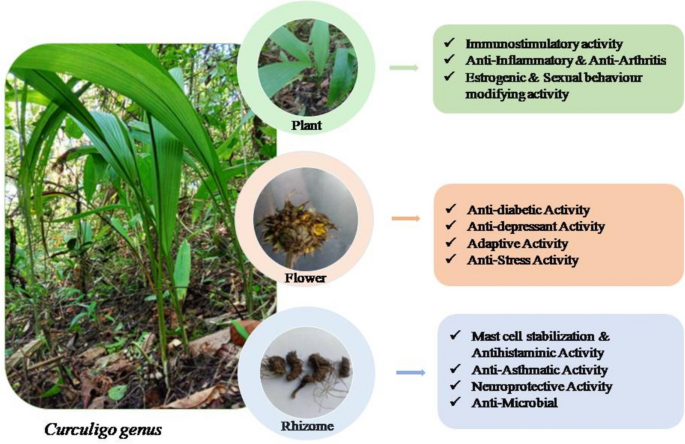 Medicinal plants of genus Curculigo: exploring traditional applications,  phytochemistry, ethnopharmacological perspective | Discover Plants |  Springer Nature Link