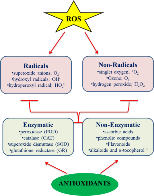 glutathione and hormones Hormone-dependent growth and stress responses affected by glutathione