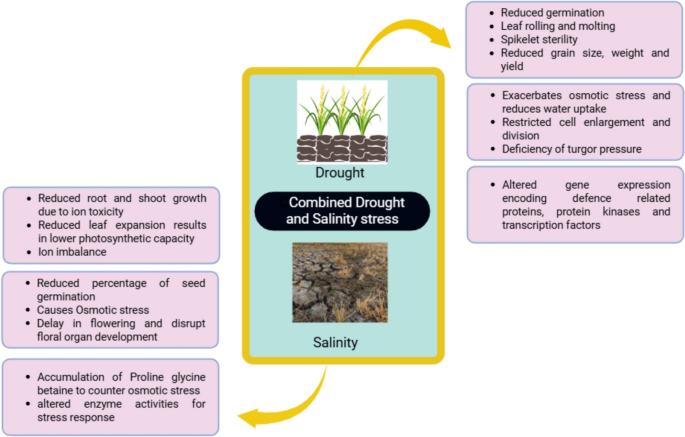 dr james glutathione price in philippines Morphophysiological hormonal and molecular mechanisms of rice adaptation to drought and salinity stress | Discover Plants NEW * The one essence Size:30 Day | 90 ct