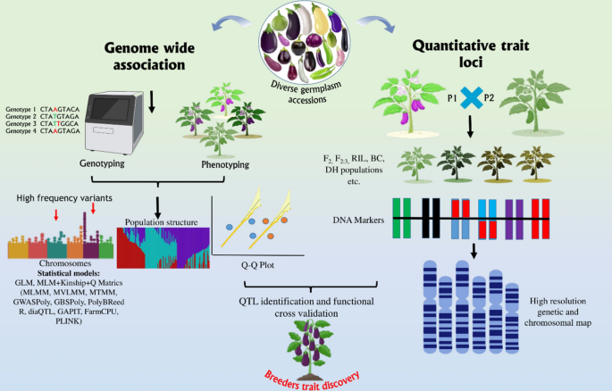 glutathione mlm Genetic and biotechnological advances in eggplant improvement for food security | Discover Plants GHK-Cu Compounded Online ·