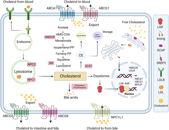 Cholesterol metabolism and its role in type 2 diabetes mellitus development  | Food, Nutrition and Health