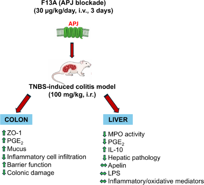 Differential Effects of the Apelin Receptor Blockade by [Ala13]-Apelin-13 on Colonic Barrier Integrity and Hepatic Inflammatory Responses in Chemically Induced Colitis