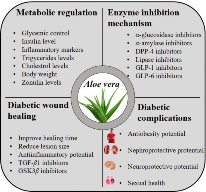 Therapeutic potential of Aloe vera in diabetes mellitus treatment: an  update | Saudi Pharmaceutical Journal | Springer Nature Link