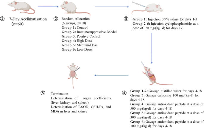 Purification, structural identification and in vivo antioxidant activity of Douchi antioxidant peptides | Agricultural Products Processing and Storage