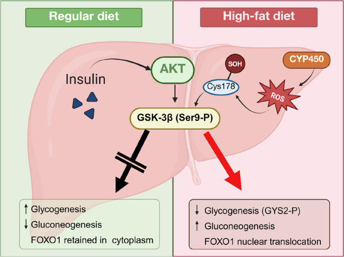 hepatic glutathione insulin transhydrogenase How oxidative stress leads to resistance | Immunity & Inflammation Size:4oz Glass A, schematic structure of above 70 degrees