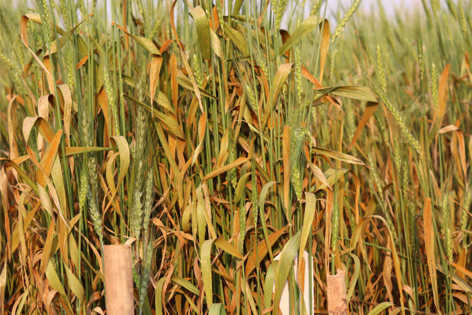 Identification and Characterisation of Super Susceptible Bread Wheat (Triticum aestivum L.) Landraces against Leaf Rust Pathogen (Puccinia triticina Eriks.) - Indian Journal of Genetics and Plant Breeding