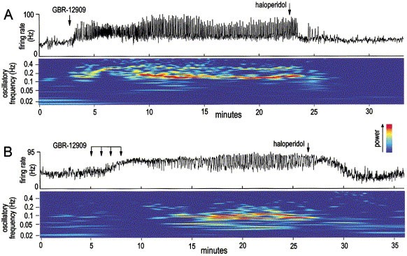 Cocaine or selective block of dopamine transporters influences multisecond oscillations in firing rate in the globus pallidus