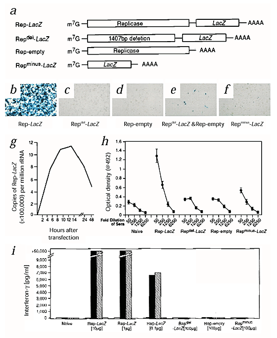 Cancer therapy using a self-replicating rna vaccine