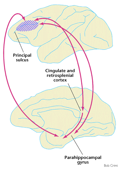 The Missing Link A Failure Of Fronto Hippocampal Integration In Schizophrenia Nature Neuroscience