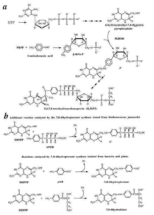 Identifying two ancient enzymes in archaea using predicted secondary structure alignment