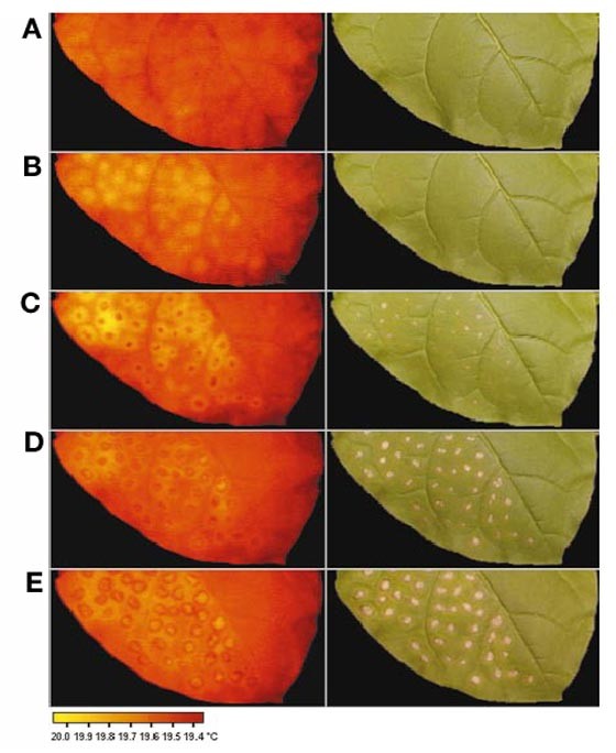 Presymptomatic visualization of plant–virus interactions by thermography