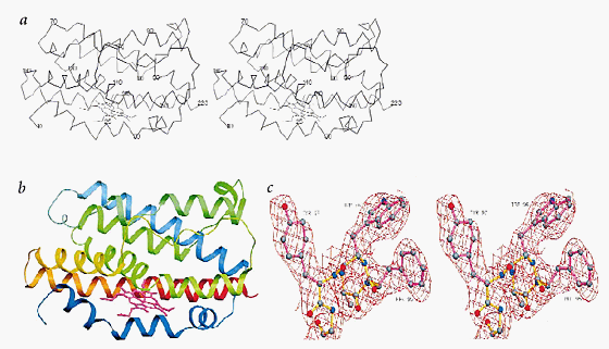 Ribbon diagram showing the structural alignment of hHO-2 (cyan) with