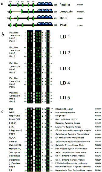 protein motif definition