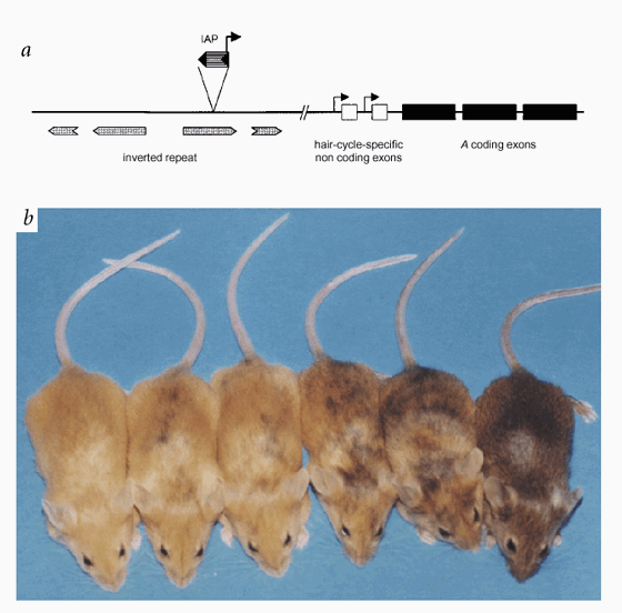 Epigenetic inheritance at the agouti locus in the mouse | Nature Genetics