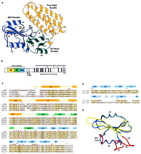 Structure of the amino-terminal domain of Cbl complexed to its binding site on ZAP-70 kinase