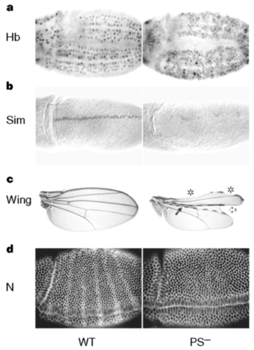 Presenilin is required for activity and nuclear access of notch in drosophila
