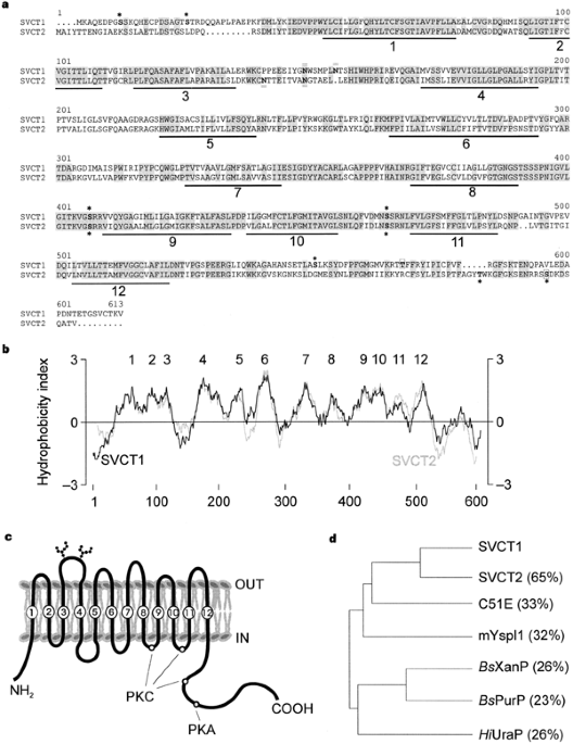 A family of mammalian Na+-dependent L-ascorbic acid transporters