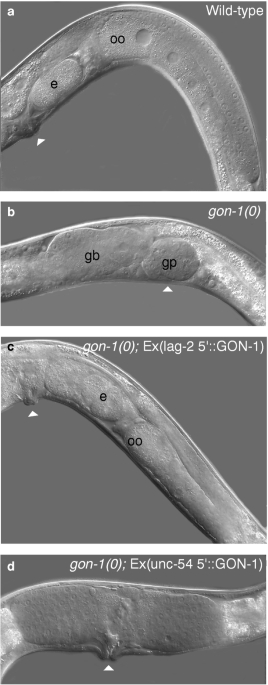 Control of organ shape by a secreted metalloprotease in the nematode  Caenorhabditis elegans