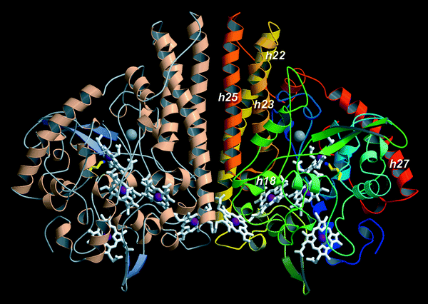 Molecular structure of heme copper oxygen reductase enzyme